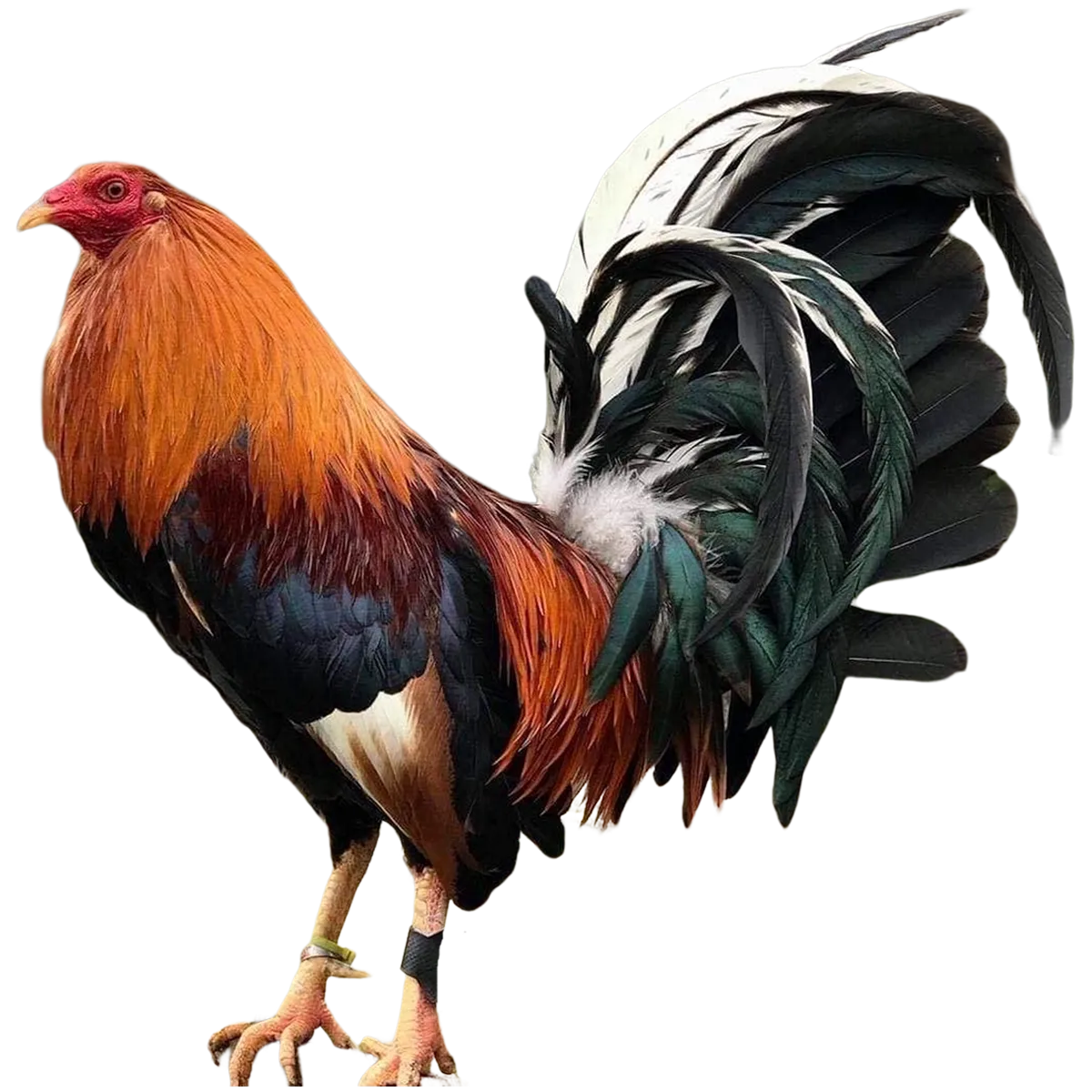 Gallo Izquierda